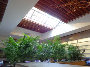 bamboo and skylights