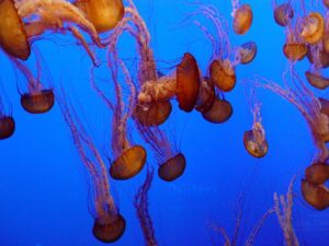 jellyfish at monterey bay aquarium