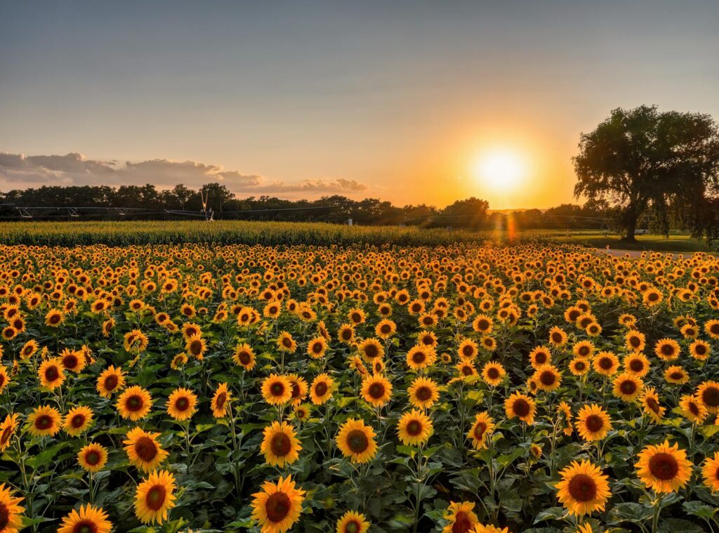 Captivating sunflower field basking in golden sunset light, capturing summer's beauty in Nelson, WI.